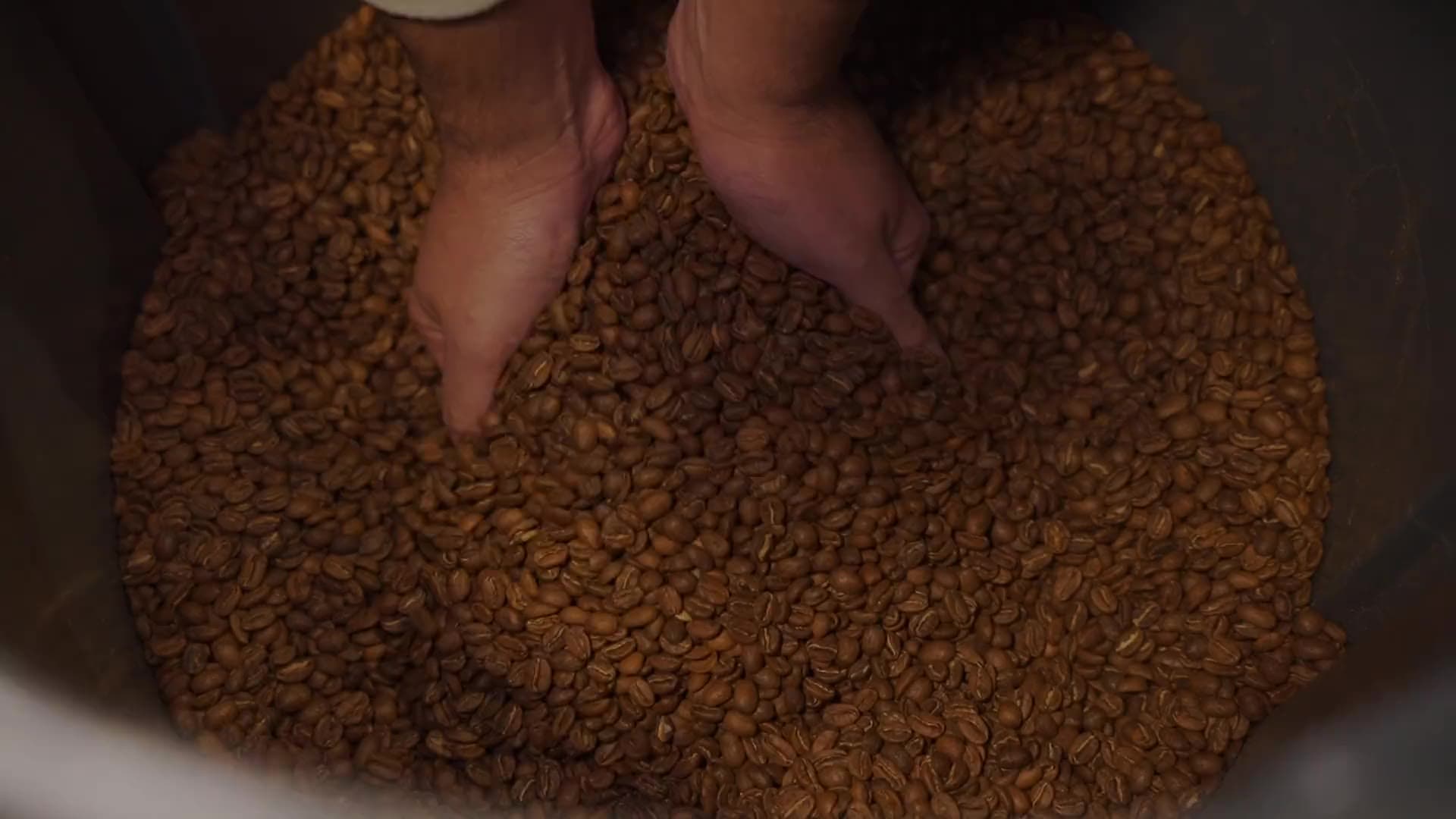 Manos revisando café recién tostado en el tostadero Ancona